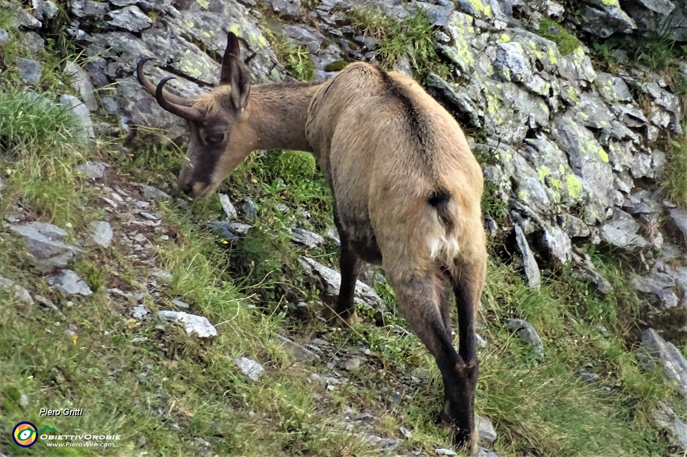 63 Camoscio al pascolo.JPG